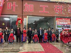 贵州台江：高山赋能生态馈赠 打造茶产业发展新标杆