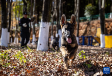探访昆明犬“汪汪队警校”