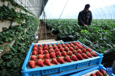 辽宁东港：草莓产销热