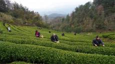 六大河报道丨贵州早茶产业带初具规模