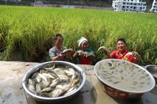 贵州台江：提质升级产业集群 激活乡村振兴新活力