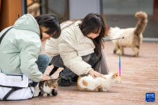 重庆：闲置荒地变身萌宠乐园