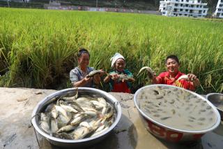 贵州台江：提质升级产业集群 激活乡村振兴新活力