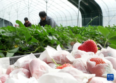 河北卢龙：特色果蔬种植促农增收