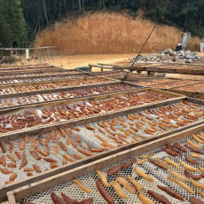 新春走基层丨双凤乡：“小红薯”撬动乡村振兴“大产业”