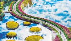 【高质量发展产业调研】繁花怒放