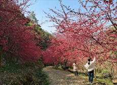福建永安：乡野繁花点燃“赏花经济”