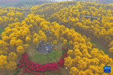 广西南宁：黄花风铃木盛放