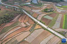 人勤春来早 农忙正当时