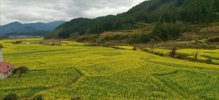 湖南绥宁：300亩油菜花开迎客 冬闲田变身增收致富园