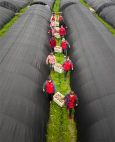 贵州天柱：菌棚春潮涌 喜迎“开门红”