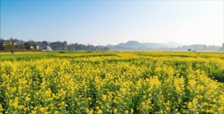 贵州天柱：9.4 万亩油菜花竞相绽放