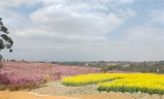 樱漫谭家场 春醉丽春间