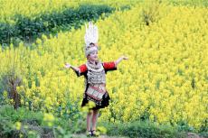 三月台江菜花黄 金色花海醉游人
