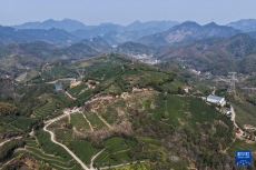 浙江武义：中国有机茶之乡春茶全面开采