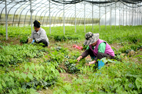 贵州台江县皆蒿村：大棚育出“金叶苗” 产业铺就增收路