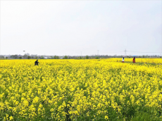 安徽庐江县郭河镇：油菜花开出好“丰”景