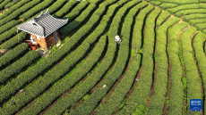 广西三江：早春茶飘香