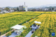 浙江建德：“以花为媒”释放“春日经济”消费新活力