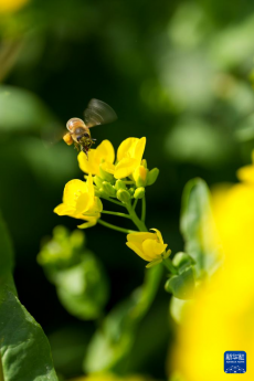 山西运城：花海春色