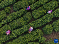 苏州洞庭山：碧螺春茶迎来采摘期