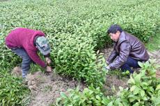 湖南隆回县：党建引领助力茶产业提质增效