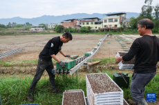 重庆永川：自动育秧助春耕