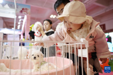 宠物经济撬动情感消费新场景