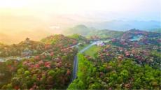 “春满贵州·一路生花”春游贵州活动在毕节百里杜鹃启幕