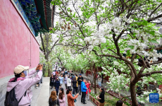 北京法源寺：古刹丁香盛开时