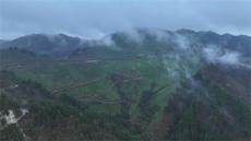 贵州台江：春茶飘香促增收 茶产业绘就乡村振兴新图景