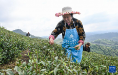 共建“万亩茶海” 协同增收致富