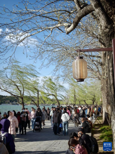 宁夏固原：梯田花海 绽放黄土高原