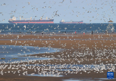 河北秦皇岛：海鸥舞翩跹