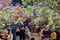 北京法源寺丁香盛放 游人赏花打卡春意浓