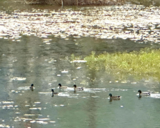 从“打尖”到“住店” 文江溪迎来了一群“新邻居”