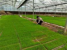 湖南嘉禾：田间“问诊” 筑牢春耕病虫害“防护网”