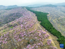 山东淄博：桃红松绿 漫山春光