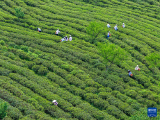 重庆丰都：千年茶乡抢春时