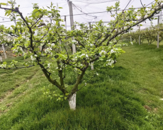 安徽庐江县郭河镇：百亩梨花开 充盈好“钱”景