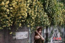 南京历史老街巷花开如瀑“美出圈”