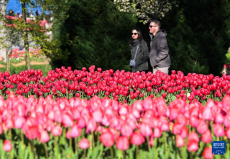土耳其伊斯坦布尔：郁金香节