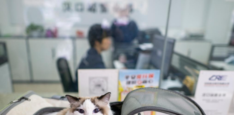 “爱宠行”服务护航萌宠旅途