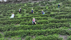 贵州台江：小茶叶撑起民生大幸福