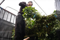 河南上蔡县向贵州台江县捐赠优质红薯苗助力乡村振兴