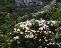 粉黛染崖壁！福建天宝岩珍稀野生植物迎来盛花期