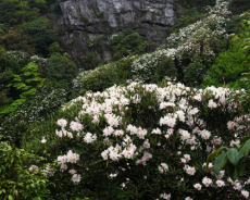 粉黛染崖壁！福建天宝岩珍稀野生植物迎来盛花期
