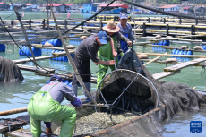 “海上粮仓” ——福建宁德大黄鱼鱼苗陆续投放