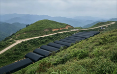 贵州台江：山坡坡种出“中药财”，冰球子滚成“致富球”