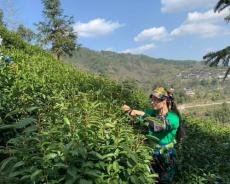 湘西保靖：黄金村里藏着黄金茶的全部秘密
